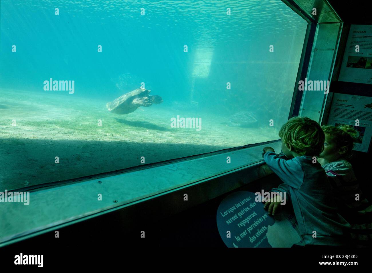 Kélonia, centre de soins aux tortues marines à la Réunion, dédié à la réhabilitation, à la conservation et à l’éducation à la protection de la vie marine. Banque D'Images