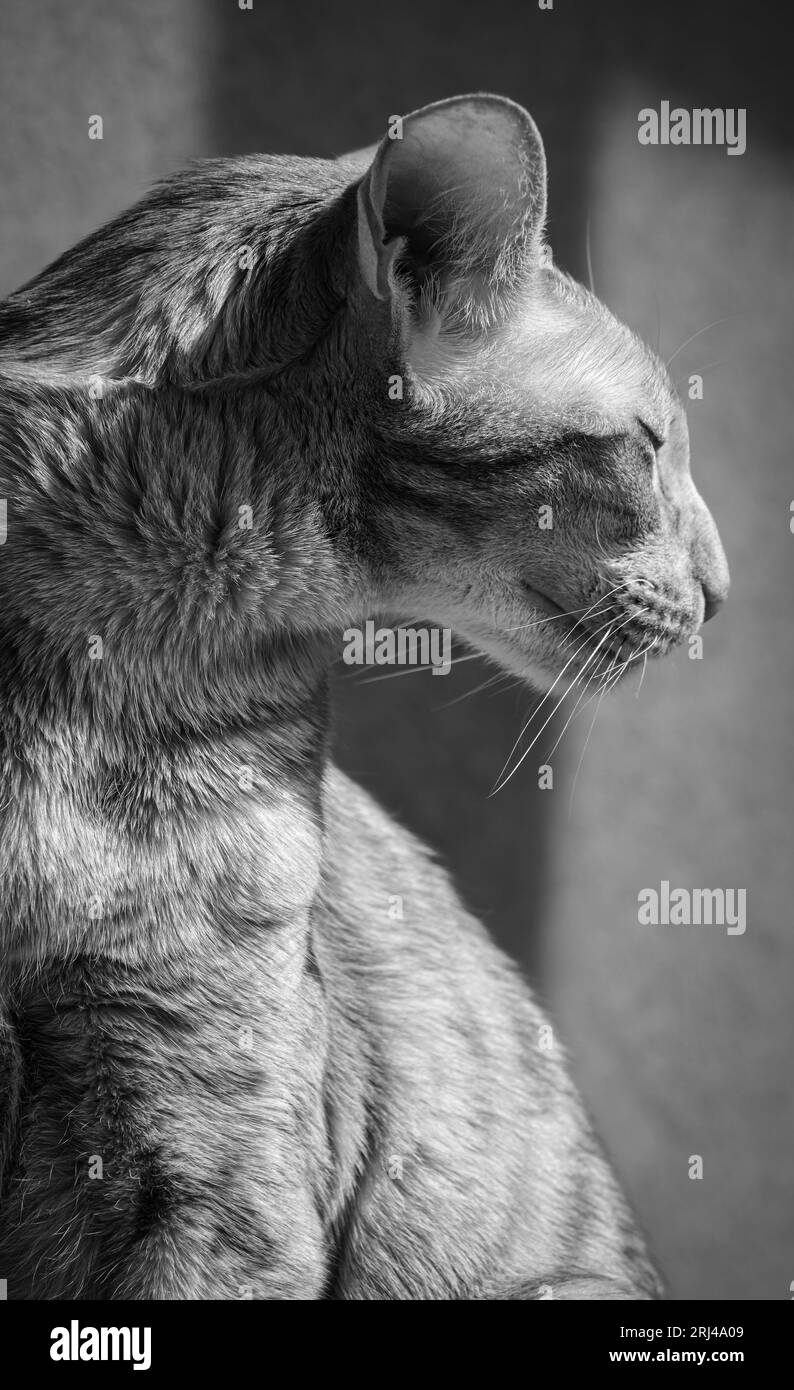 Portrait en gros plan en niveaux de gris d'un chat domestique les yeux fermés. Banque D'Images
