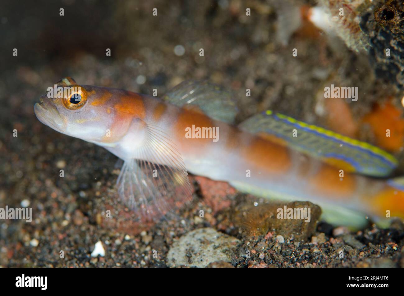 Flagtail Shrimpgoby, Amblyeleotris yanoi, site de plongée Wreck Slope, Tulamben, Karangasem, Bali, Indonésie Banque D'Images