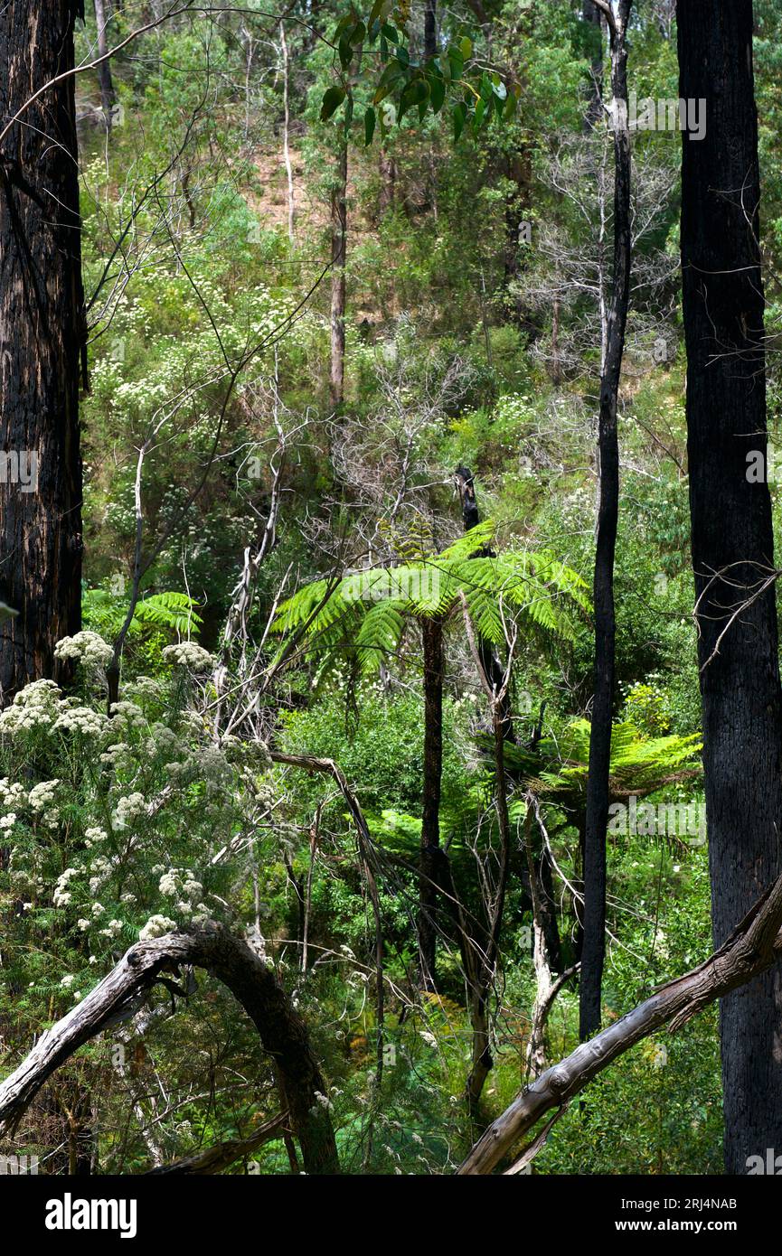 Les forêts alpines du Victoria sont des forêts pluviales tempérées - donc la croissance est dense. Les troncs d'arbres noircis sont un héritage des feux du samedi noir de 2009. Banque D'Images