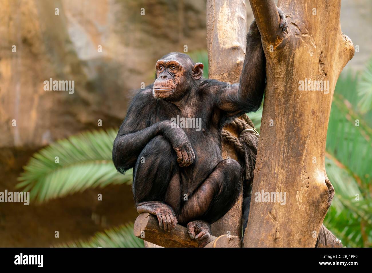 Un chimpanzé adulte (Pan paniscus) est assis détendu dans un arbre Banque D'Images