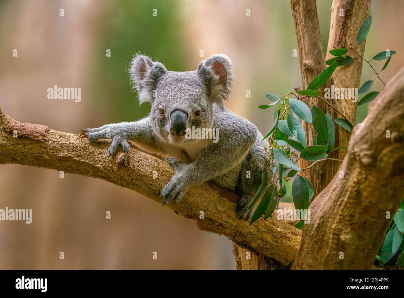 Un ours koala (Phascolarctos cinereus) est assis détendu sur une branche d'un arbre et semble très curieux Banque D'Images