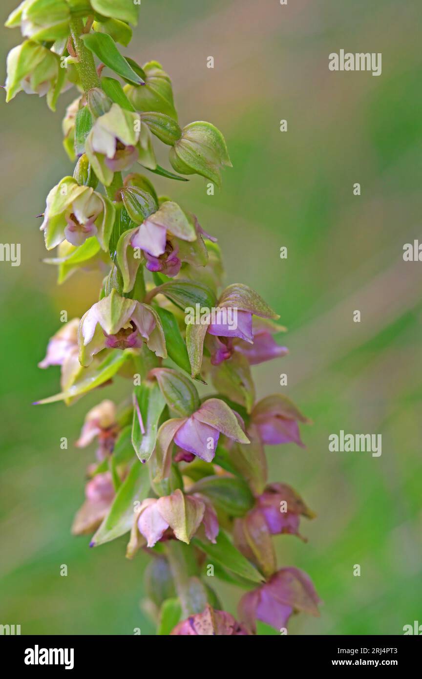 Helleborine à feuilles larges Epipactis helleborine, Alpes protégées, Tyrol, 1700 m, Autriche Banque D'Images