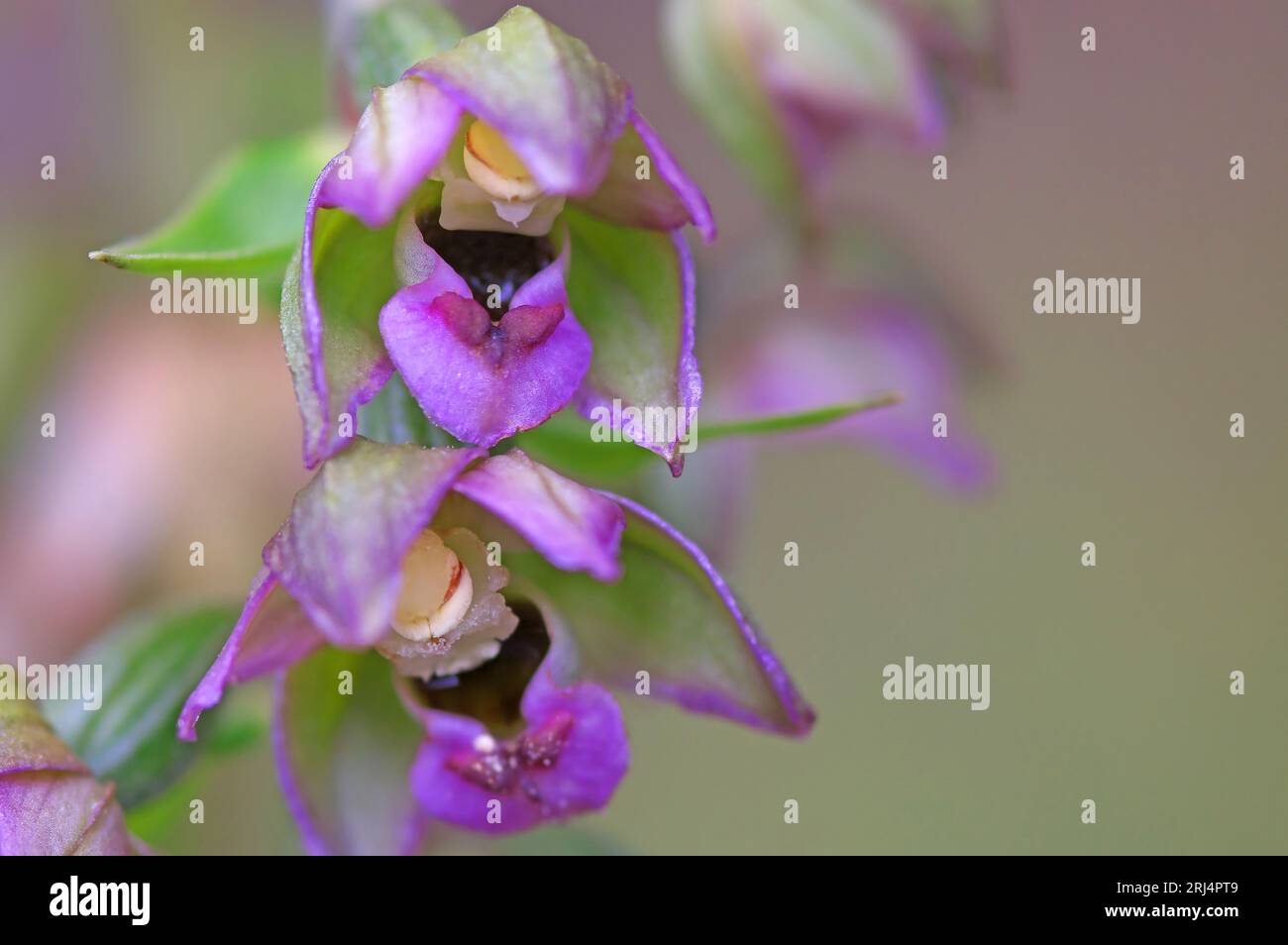 Deux fleurs individuelles d'helleborine à feuilles larges, une orchidée européenne, Epipactis helleborine Alp Banque D'Images
