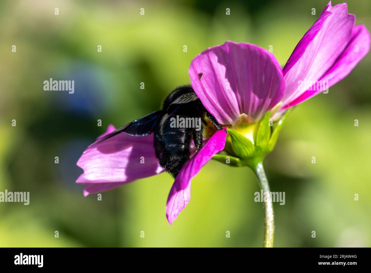 une grosse abeille charpentière pollinise une fleur Banque D'Images