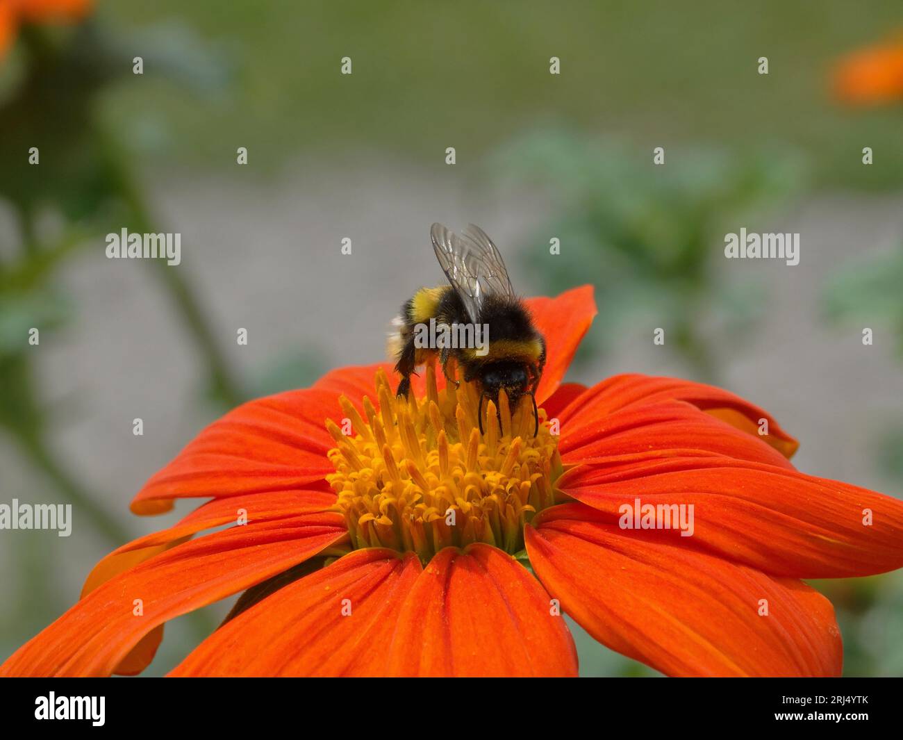 Un bourdon est perché au sommet d'une fleur orangée au centre jaune, prenant un moment pour se reposer et profiter de la beauté de la nature Banque D'Images