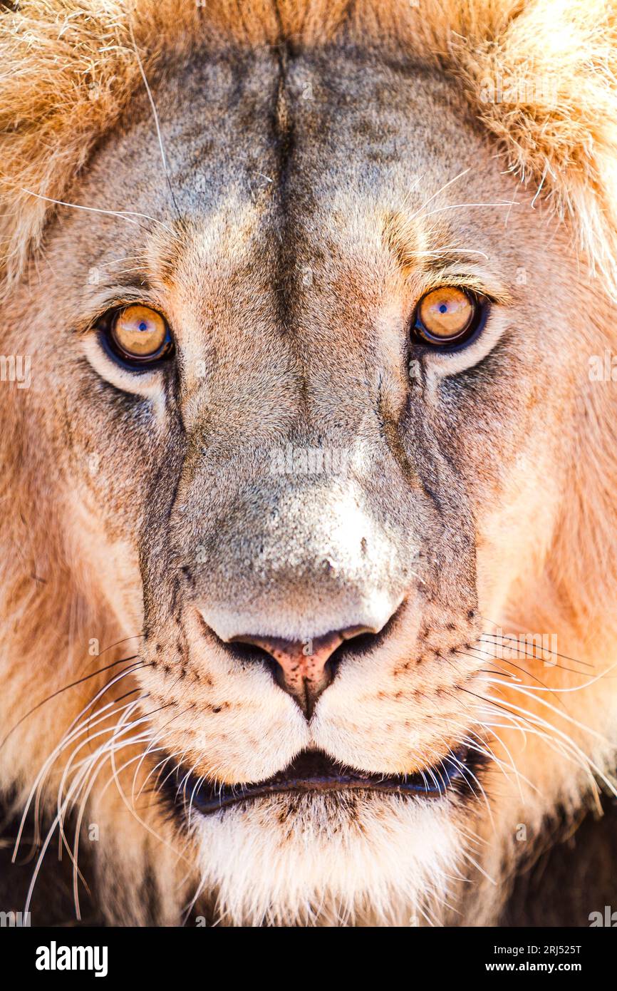 Portrait de lion masculin dans Sabi-Sands réserve de gibier privé safari voyage en Afrique du Sud Banque D'Images