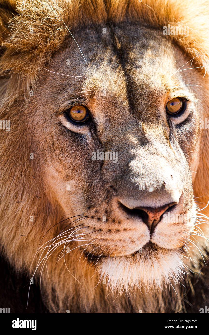 Portrait de lion masculin dans Sabi-Sands réserve de gibier privé safari voyage en Afrique du Sud Banque D'Images