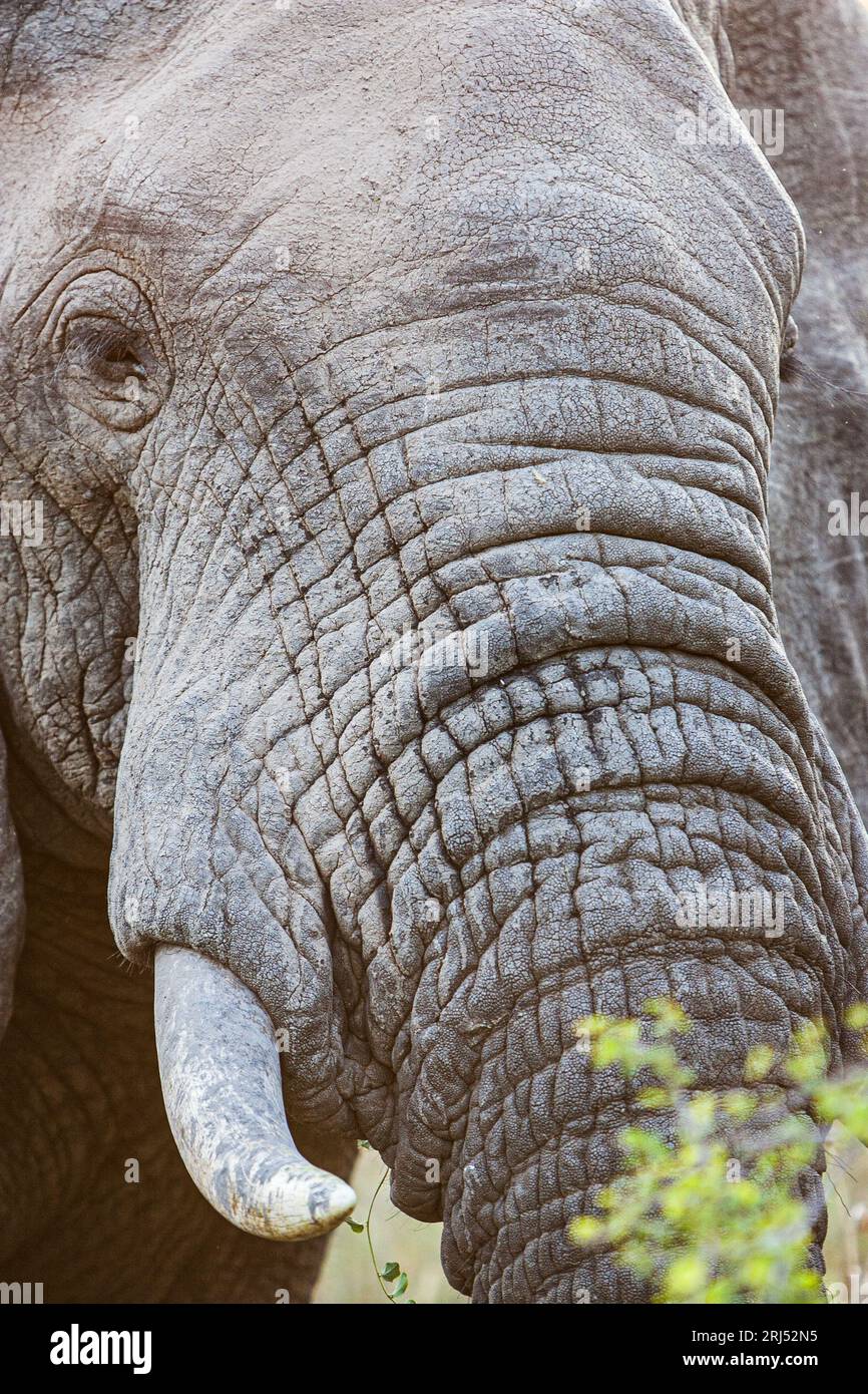 Portrait détaillé d'éléphant en gros plan dans Sabi-Sands réserve de gibier privé voyage en Afrique du Sud Banque D'Images