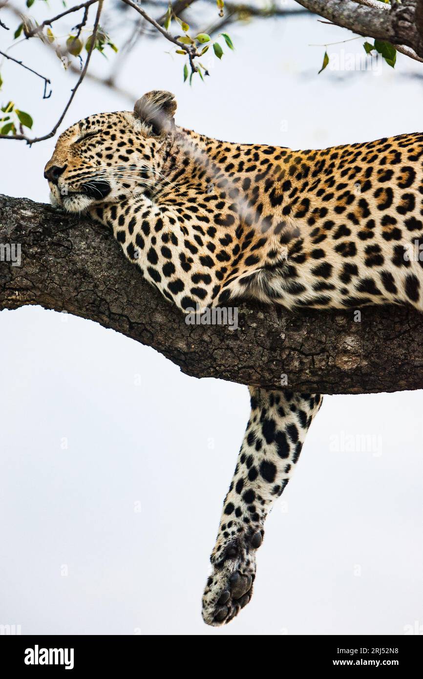 Léopard dormant dans l'arbre dans Sabi-Sands réserve privée de safari voyage en Afrique du Sud Banque D'Images