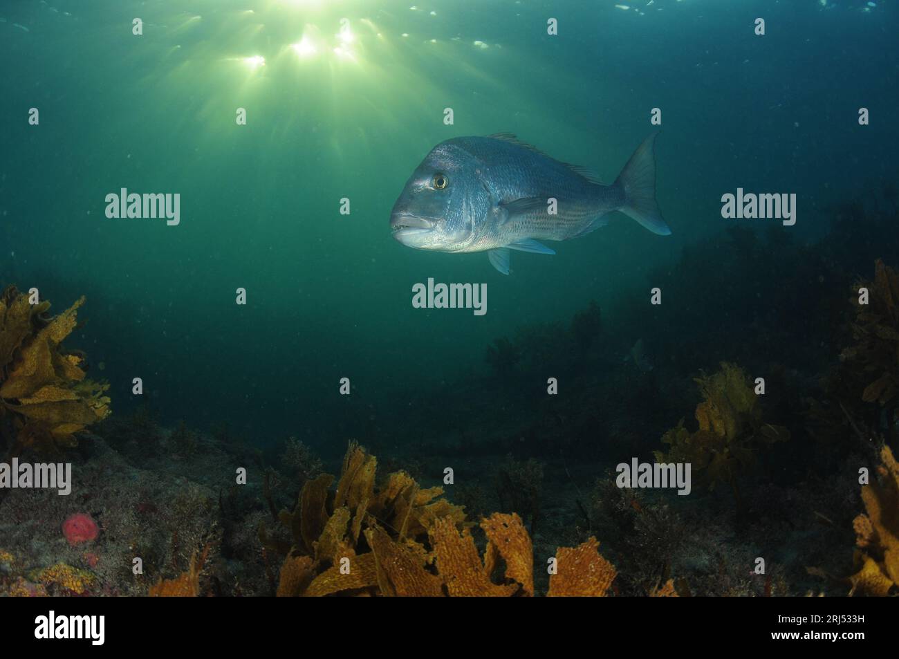 Le vivaneau australasien Pagrus auratus sur un récif couvert de varech en fin de soirée. Lieu : Leigh Nouvelle-Zélande Banque D'Images