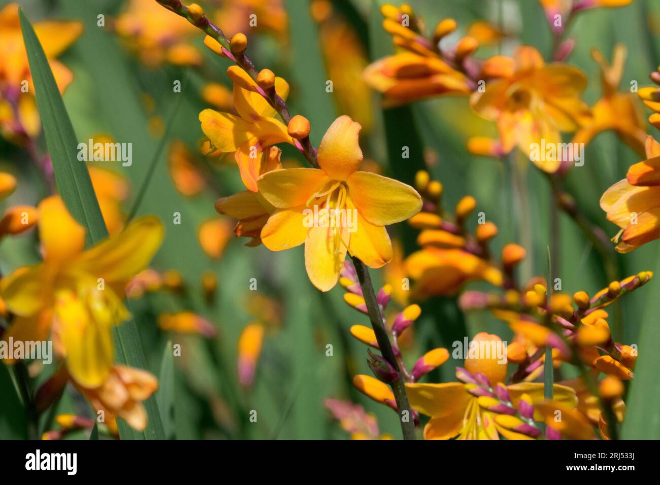 Fleurs, Orange, Crocosmia 'Colombs', Fleur, jardin, têtes, Crocosmia × crocosmiiflora, plantes Banque D'Images
