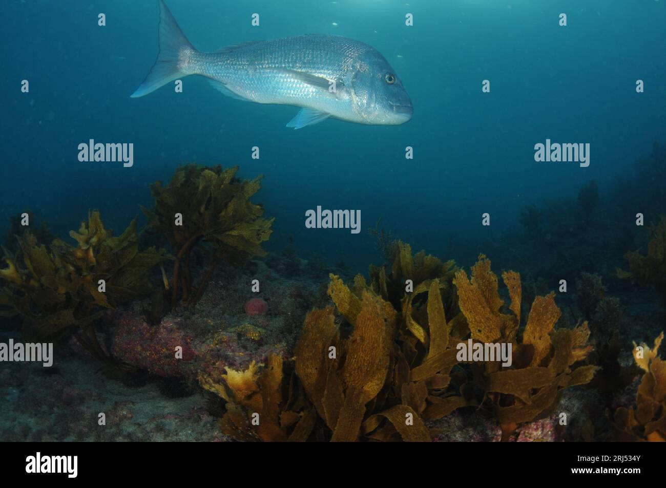 Grand vivaneau australasien Pagrus auratus sur un récif plat couvert d'algues. Lieu : Leigh Nouvelle-Zélande Banque D'Images
