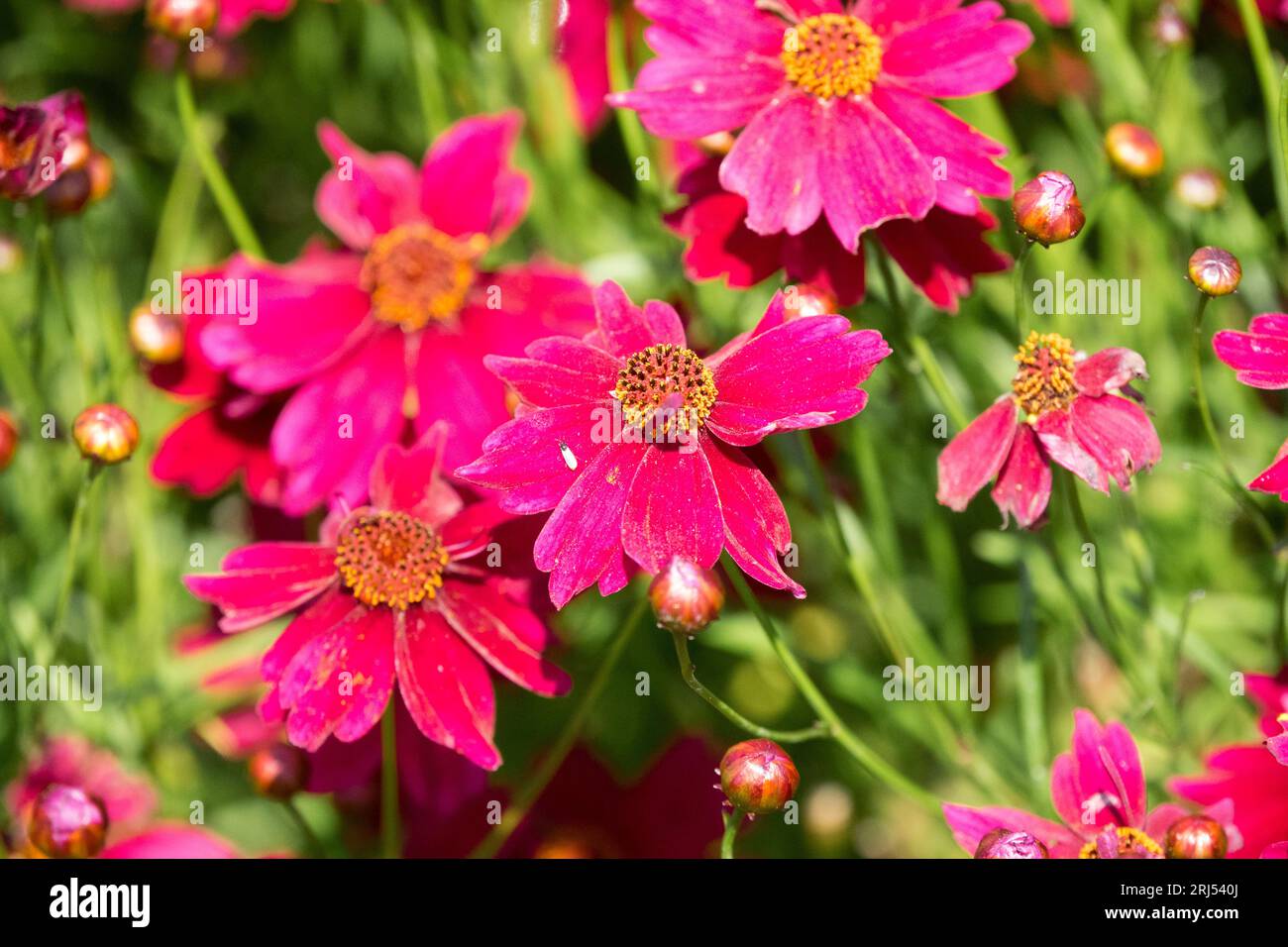 Coreopsis verticillata 'Limerock Ruby' Banque D'Images