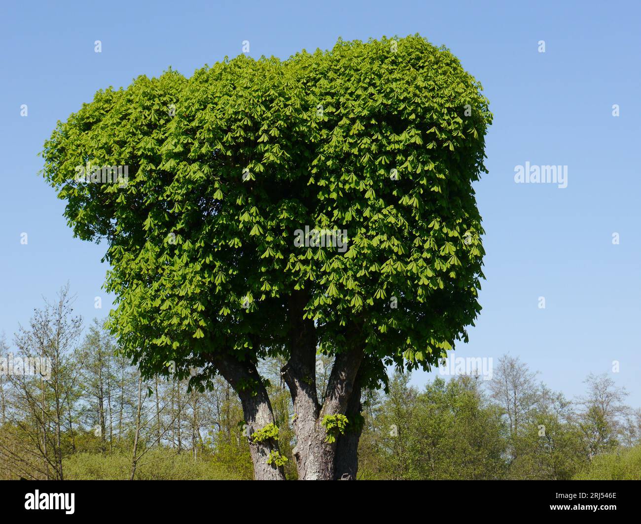 Arbre coupé en forme, dans les arbres de fond avec des feuilles vertes fraîches au printemps Banque D'Images