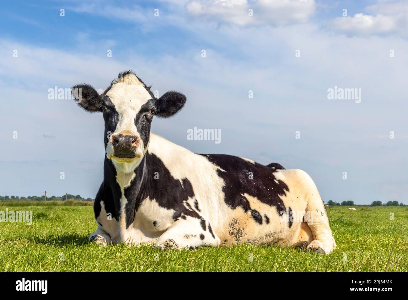 Vache couchée détendue et regardant la caméra dans un champ vert aux pays-Bas, tachetée en noir et blanc, horizon au-dessus de la terre et un ciel bleu Banque D'Images