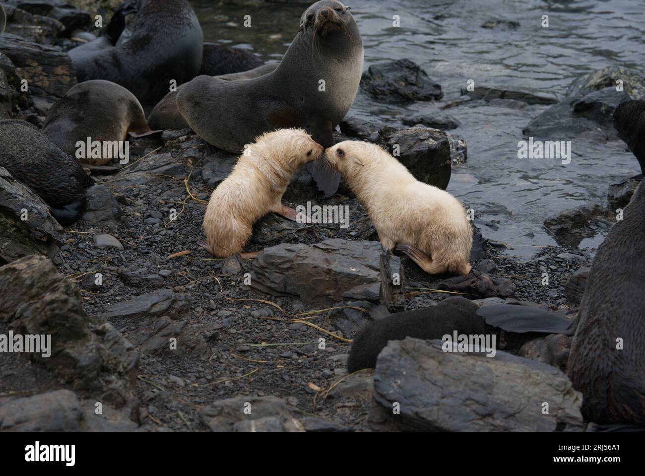 Deux blondes Seal Pups à South Georgia Banque D'Images