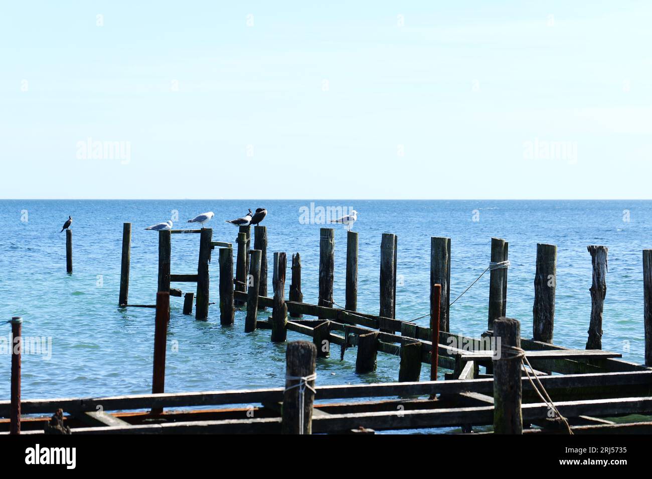 Une ancienne jetée au port du village de pêcheurs Vitt offre des lieux de repos pour divers oiseaux marins Banque D'Images