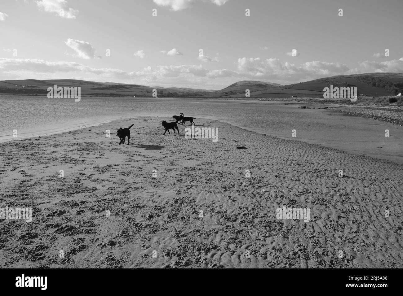Les chiens jouant sur une plage Banque D'Images