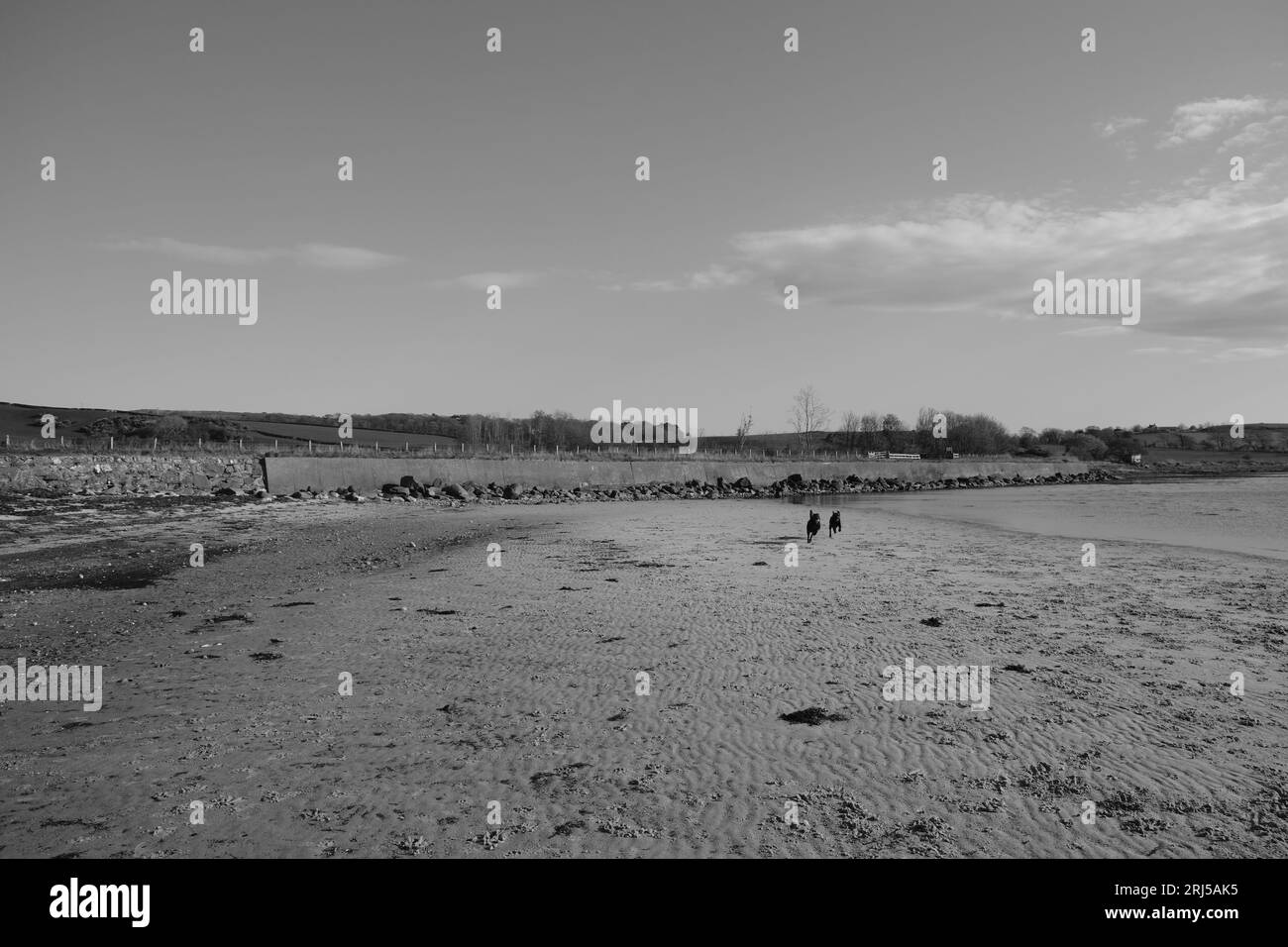 Les chiens jouant sur une plage Banque D'Images