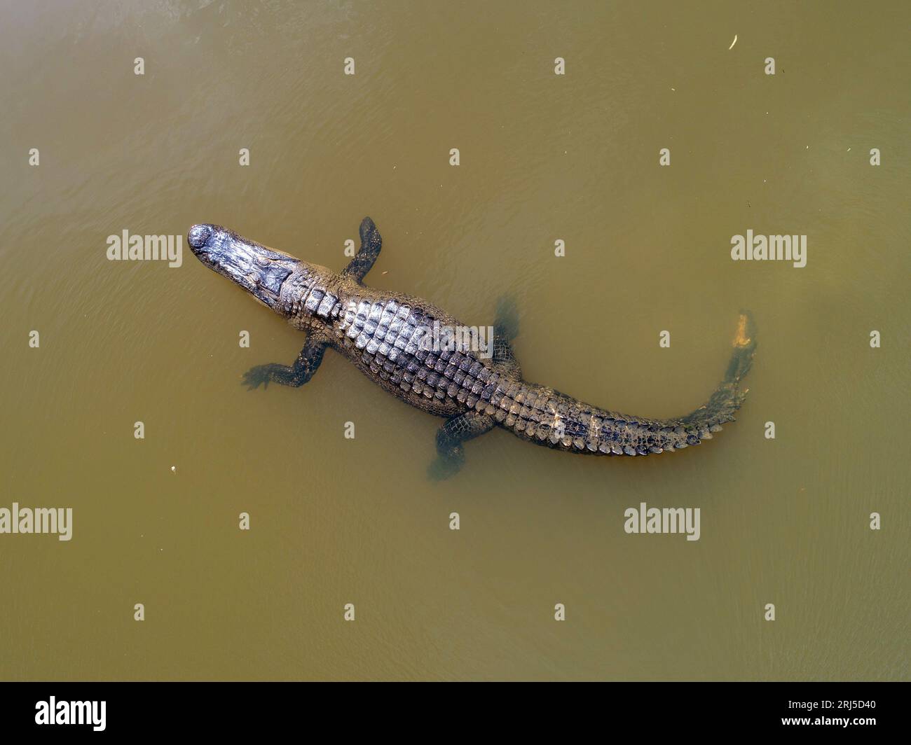 Tir de drone d'un adulte alligator américain Photo Stock - Alamy