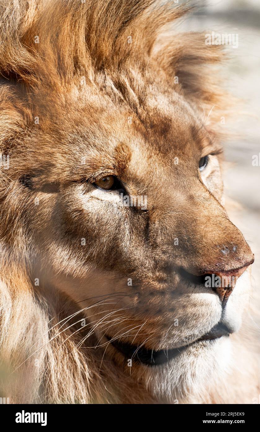 Un gros plan vertical d'un lion dans une cage dans un zoo Banque D'Images