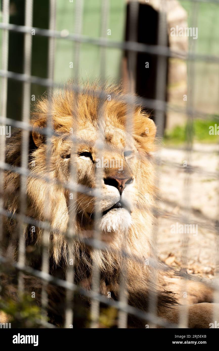 Un gros plan vertical d'un lion dans une cage dans un zoo Banque D'Images