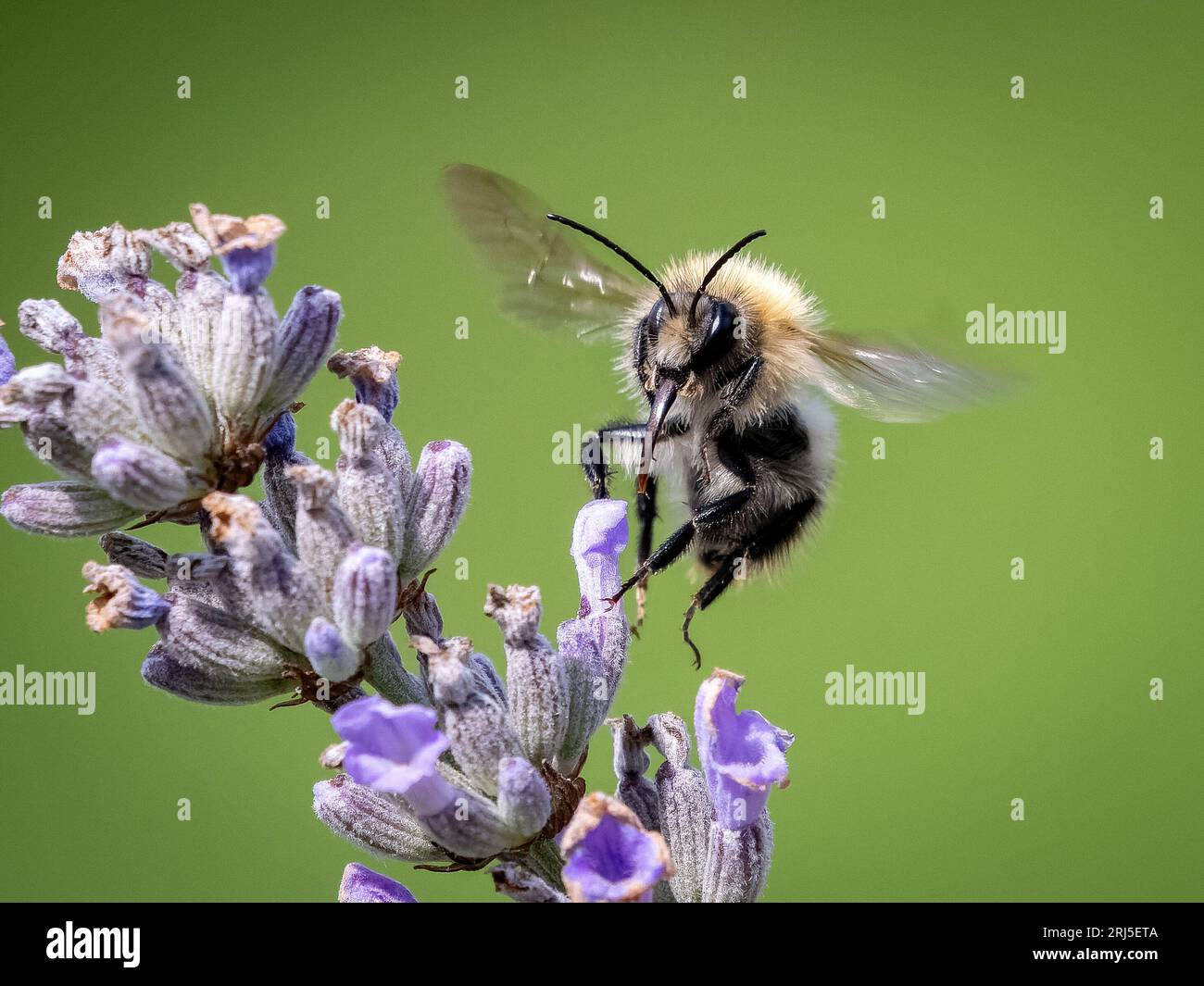 Le bourdon et sa fleur préférée. Devon, Angleterre : DE JOLIES images capturées dans le Devon montrent des bourdons se nourrissant de belles fleurs de lavande.O. Banque D'Images