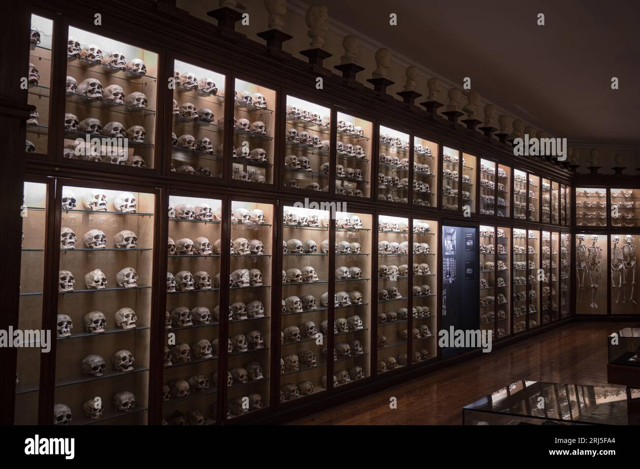 Les cabinets du laboratoire sombre pleins de crânes humains Banque D'Images