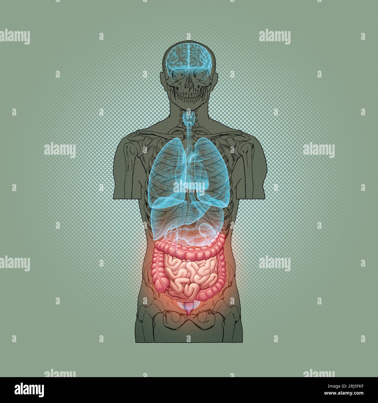 Série d'illustrations : squelette avec organes humains. Image 10 sur 10 Banque D'Images