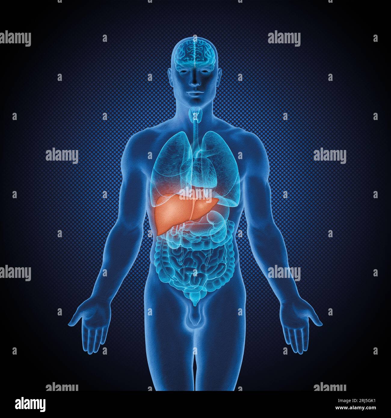 Série d'illustrations médicales : corps masculin avec organes humains. Image 6 sur 10 Banque D'Images