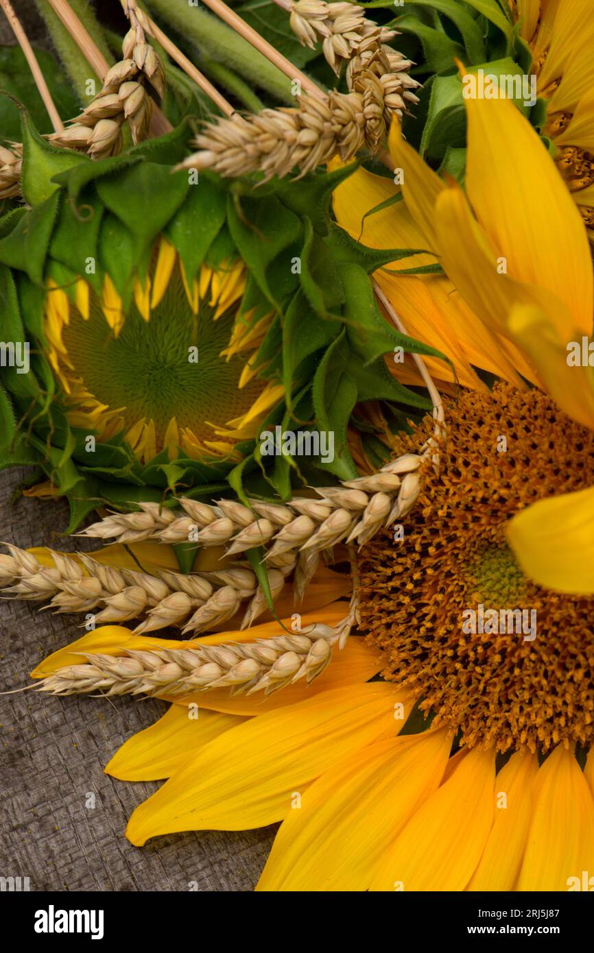 Beau tournesol jaune gros plan. Fond floral d'été avec une mise au point sélective macro de tournesol lumineux. photo de haute qualité de fleur. Banque D'Images