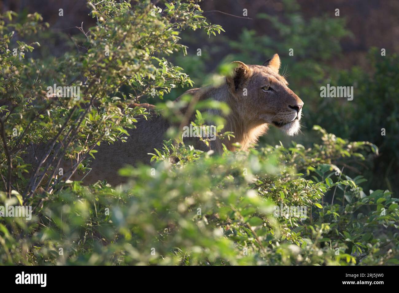 Un lion majestueux entouré de forêts d'arbres luxuriantes Banque D'Images