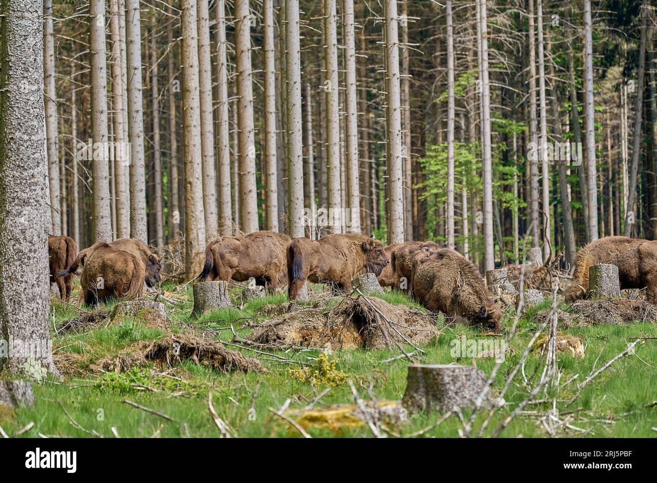 Un troupeau de bisons des bois européens errant dans une forêt verdoyante, vivant sauvage dans leur habitat naturel Banque D'Images