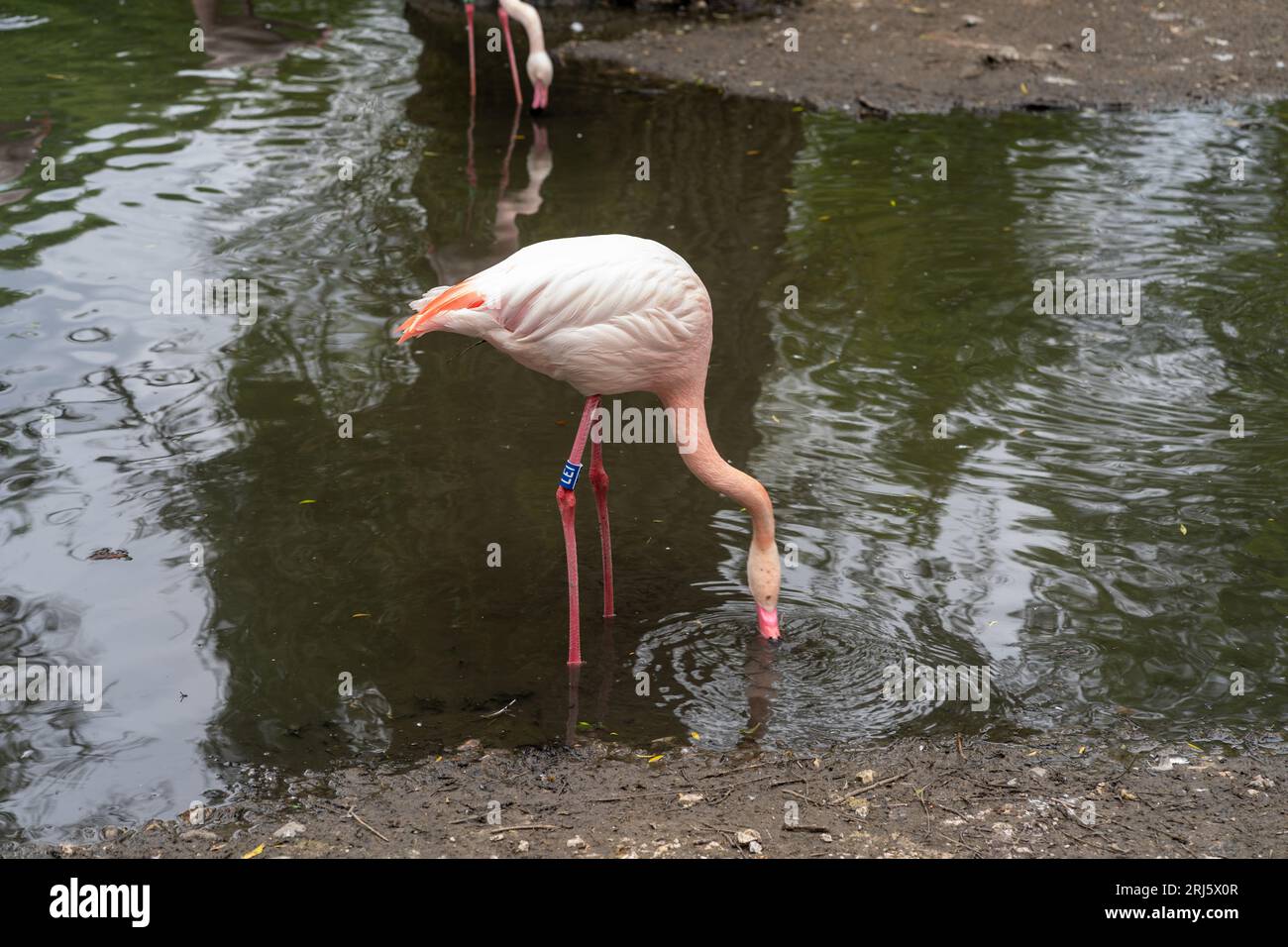 Une scène idyllique avec une magnifique eau potable rose flamant devant une toile de fond luxuriante d'arbres Banque D'Images