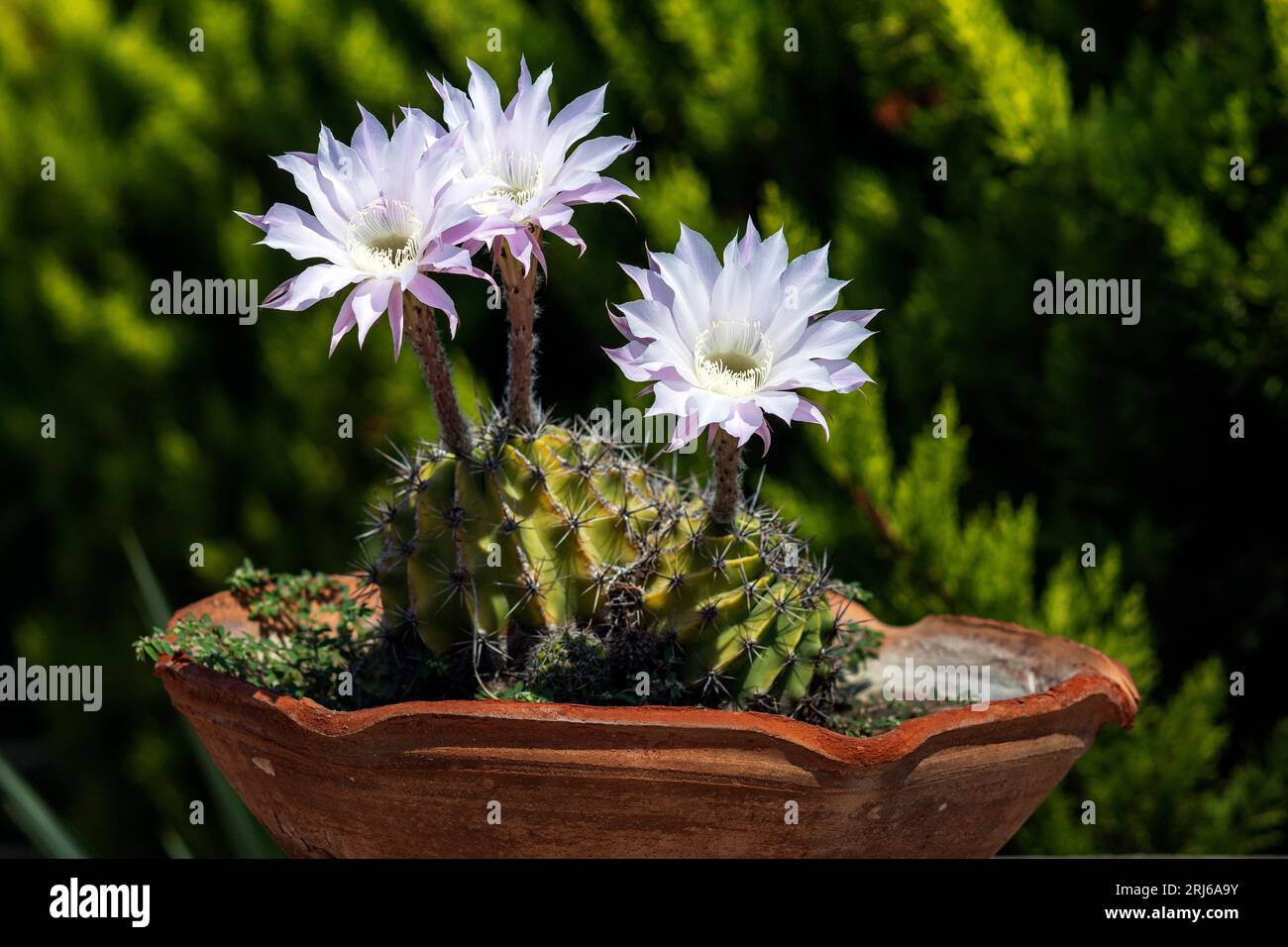 Trois fleurs de cactus cereus en pleine fleur. Banque D'Images
