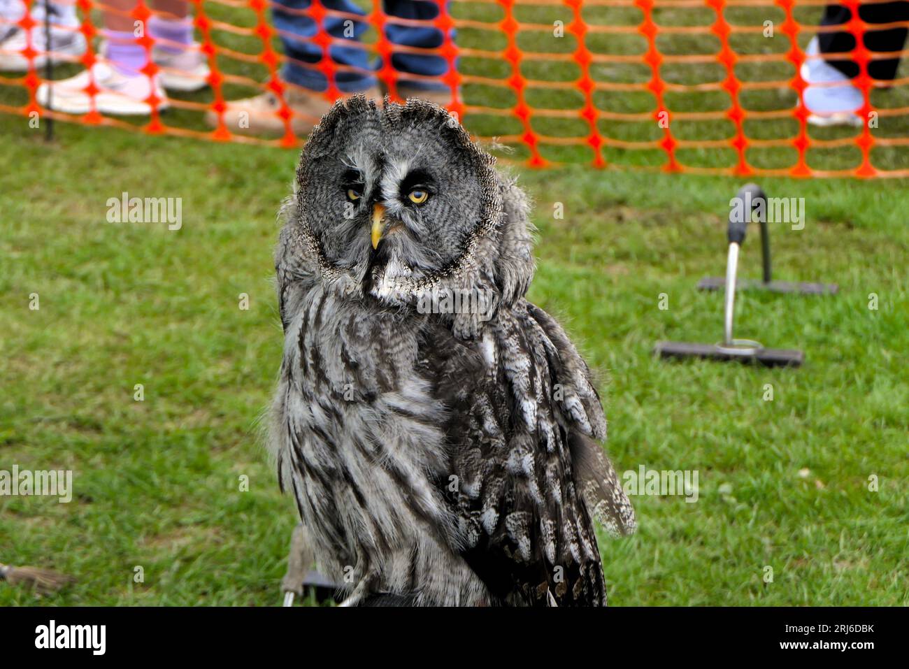 Majestic Owls poireaux à Ashbourne Show, Royaume-Uni Banque D'Images