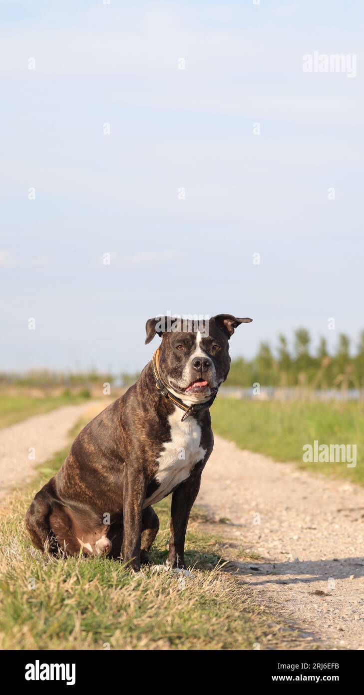 Un terrier américain staffordshire noir et blanc Banque D'Images