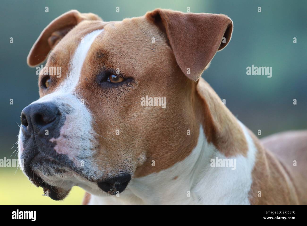 Un terrier américain du Staffordshire brun et blanc Banque D'Images