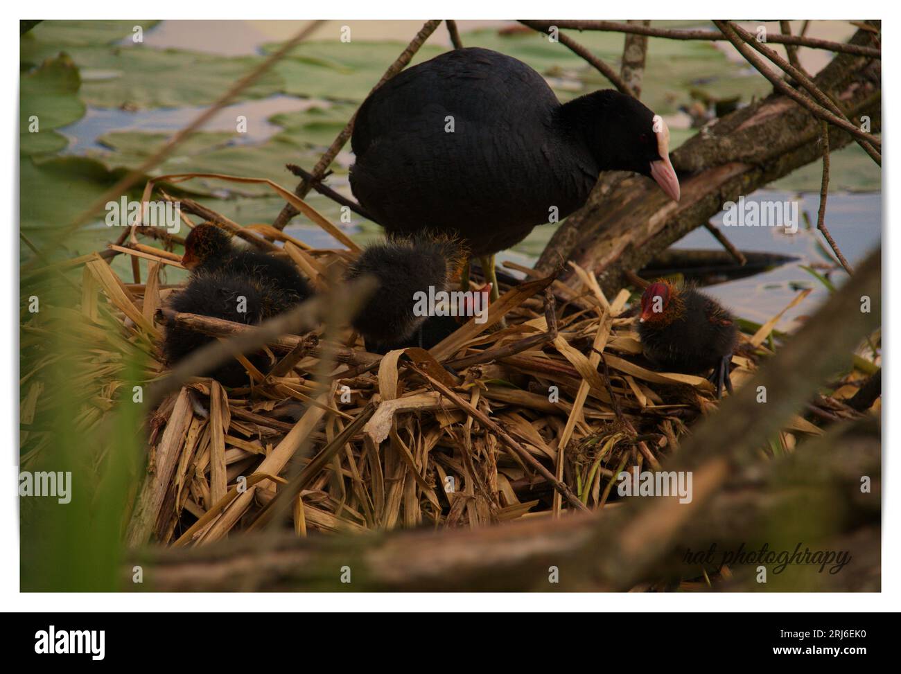 Une photo de trois petits oiseaux perchés au sommet d'un nid, situé au milieu d'un plan d'eau Banque D'Images