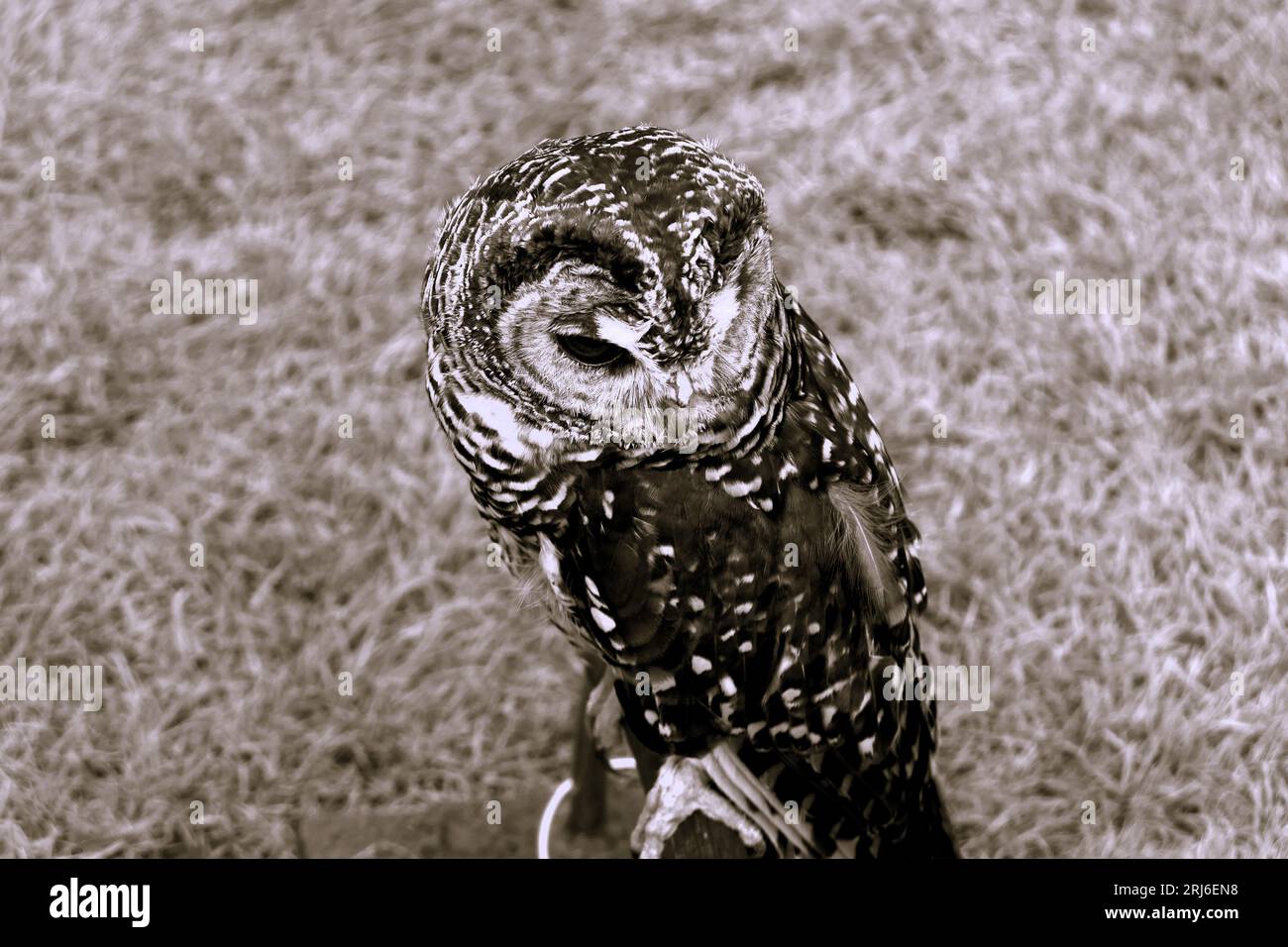 Majestic Owls poireaux à Ashbourne Show, Royaume-Uni Banque D'Images