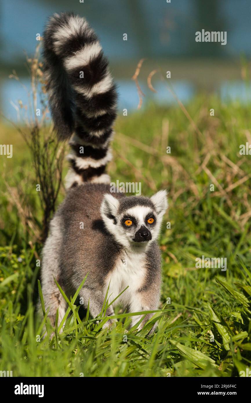 Lémur à queue annulaire - Lemur catta - marchant à travers la longue herbe avec sa queue annelée noire et blanche en l'air. Banque D'Images