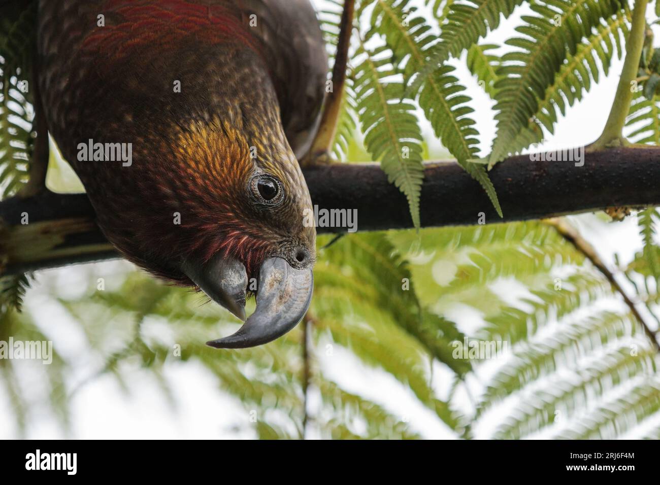 Gros plan d'un Kaka - Nestor meridionalis - suspendu à une fougère arborescente montrant son grand bec en crochet et ses marques colorées. Banque D'Images