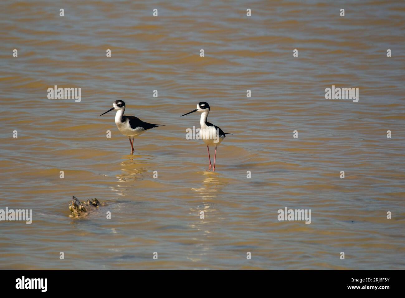 Paire d'oiseaux hawaïens sur pilotis (Himantopus mexicanus knudseni) perchés dans un étang Banque D'Images