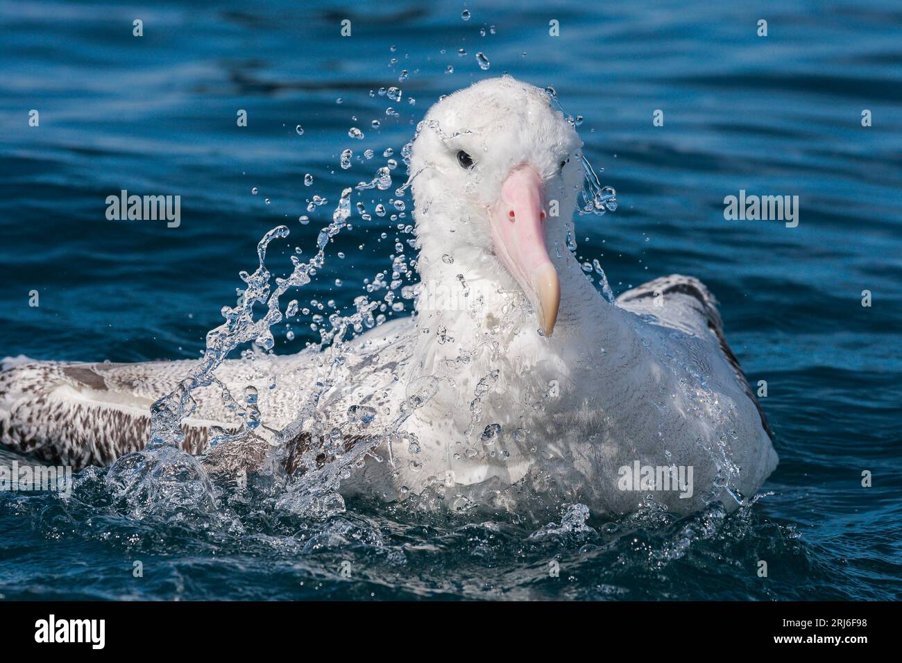 Albatros errant - Diomedea exulans éclaboussant l'eau sur sa tête et son corps avec ses grandes ailes. Eaux côtières de Kaikoura en Nouvelle-Zélande. Banque D'Images