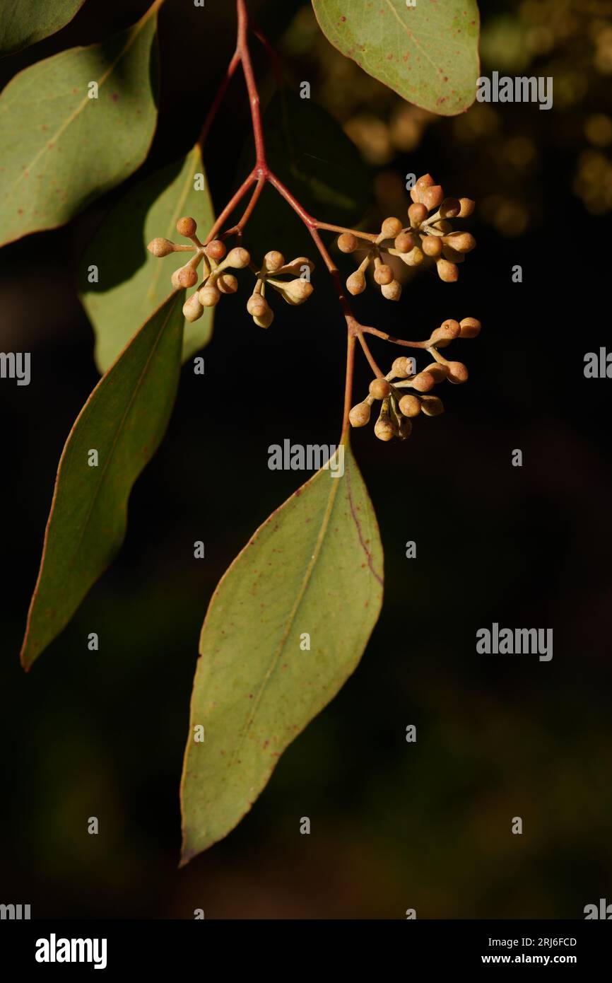 Lumière dramatique et tardive sur un groupe de boutons floraux d'Eucalyptus polyanthemos, ou Red Box. Banque D'Images