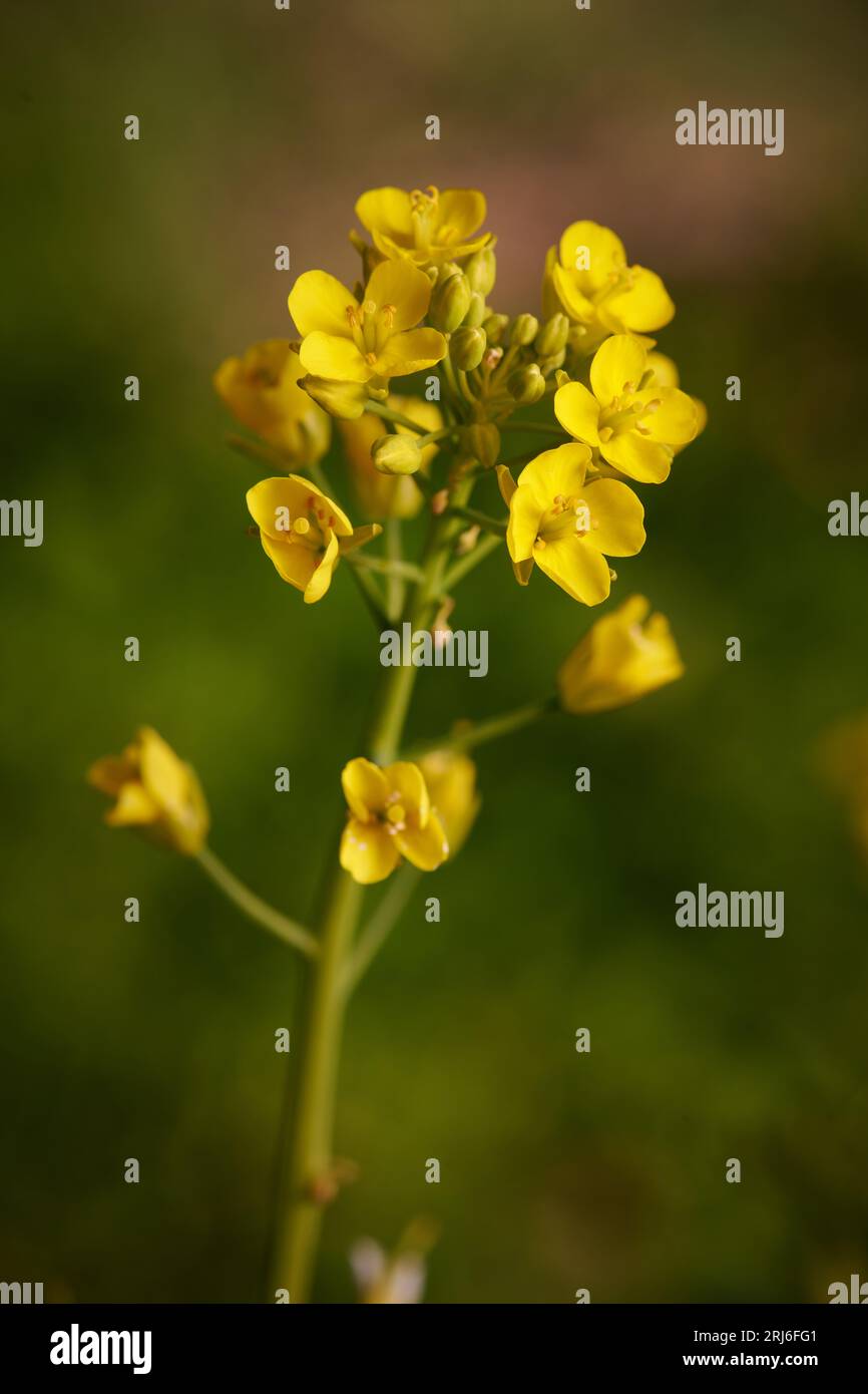 Pak choi, tige blanche, tête de fleur. Photographié en douce lumière du jour pendant la floraison hivernale. Banque D'Images