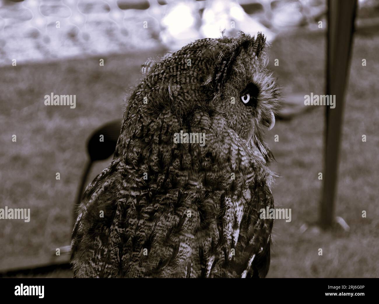 Majestic Owls poireaux à Ashbourne Show, Royaume-Uni Banque D'Images