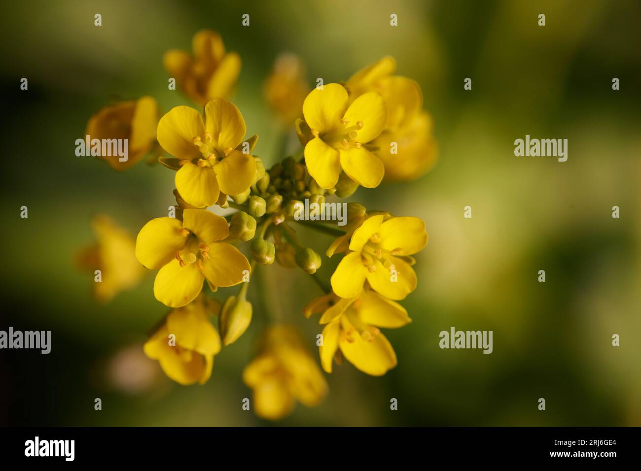Gros plan de la tête de fleur d'une plante Pak choi. Brassica rapa ou Pak choi à tige blanche. Banque D'Images