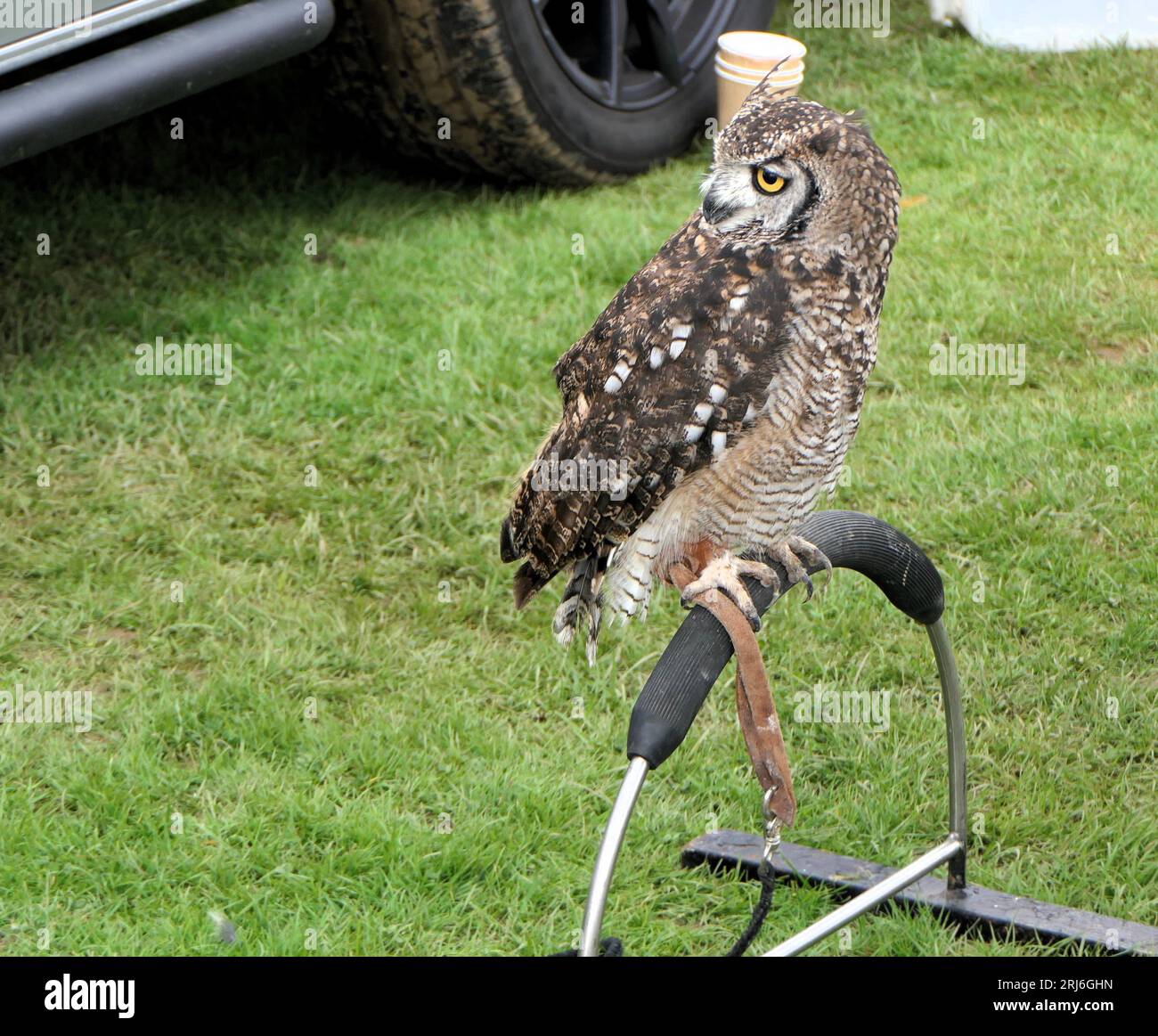 Majestic Owls poireaux à Ashbourne Show, Royaume-Uni Banque D'Images